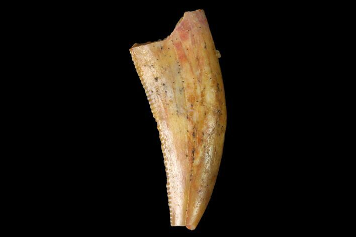 Serrated, Raptor Tooth - Real Dinosaur Tooth #152480